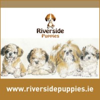 Riverside Puppies - Kilanerin